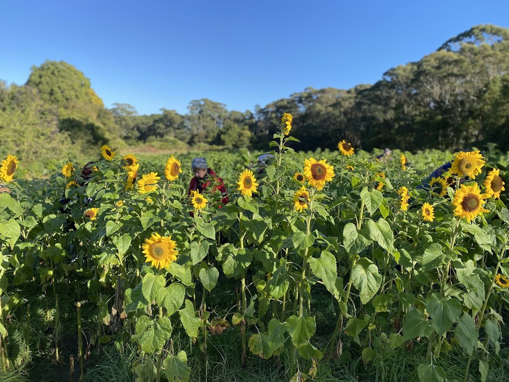 The Bloom Barn Farm | 1154 Peats Ridge Rd, Peats Ridge NSW 2250, Australia | Phone: 0455 246 789