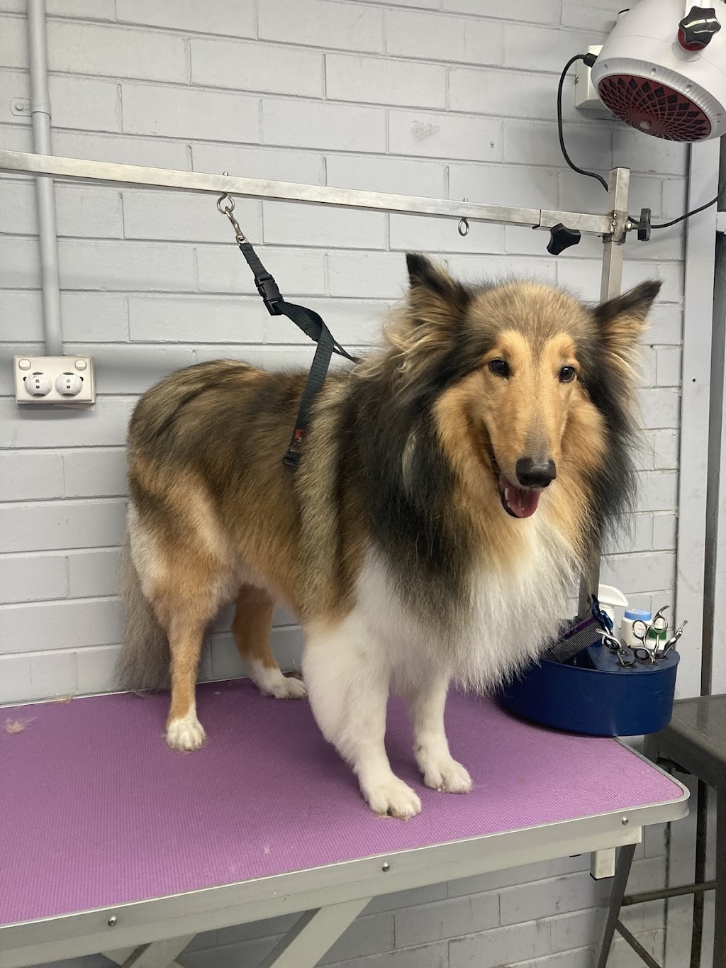 Peachy Clean - Pet grooming & supply store | 11-13 Buln Buln Rd, Drouin VIC 3818, Australia | Phone: 0483 849 145