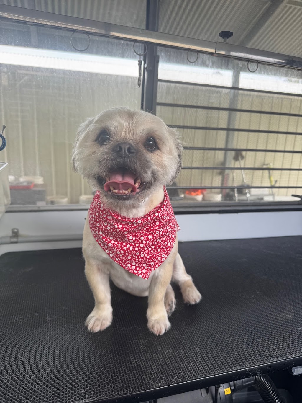 Clean a Paw, South Maclean | 29-39 Crest Rd, South Maclean QLD 4280, Australia | Phone: 0405 407 243 Clean a Paw, South Maclean | 29-39 Crest Rd, South Maclean QLD 4280, Australia | Phone: 0405 407 243