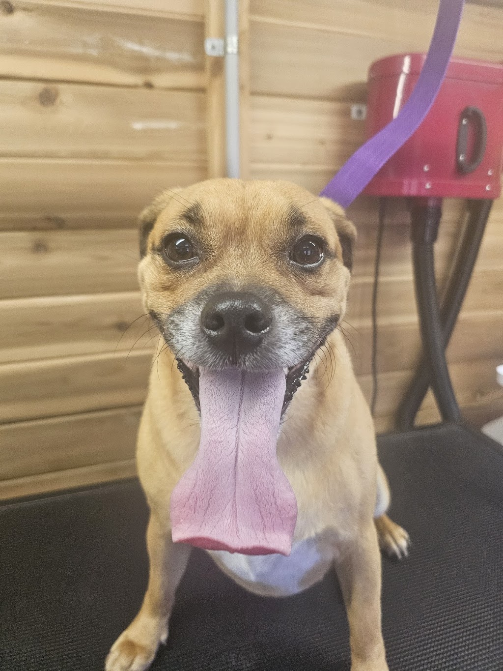 Fur King Groomer | Unit 1/90 Mount Hall Rd, Raymond Terrace NSW 2324, Australia | Phone: 0422 296 663