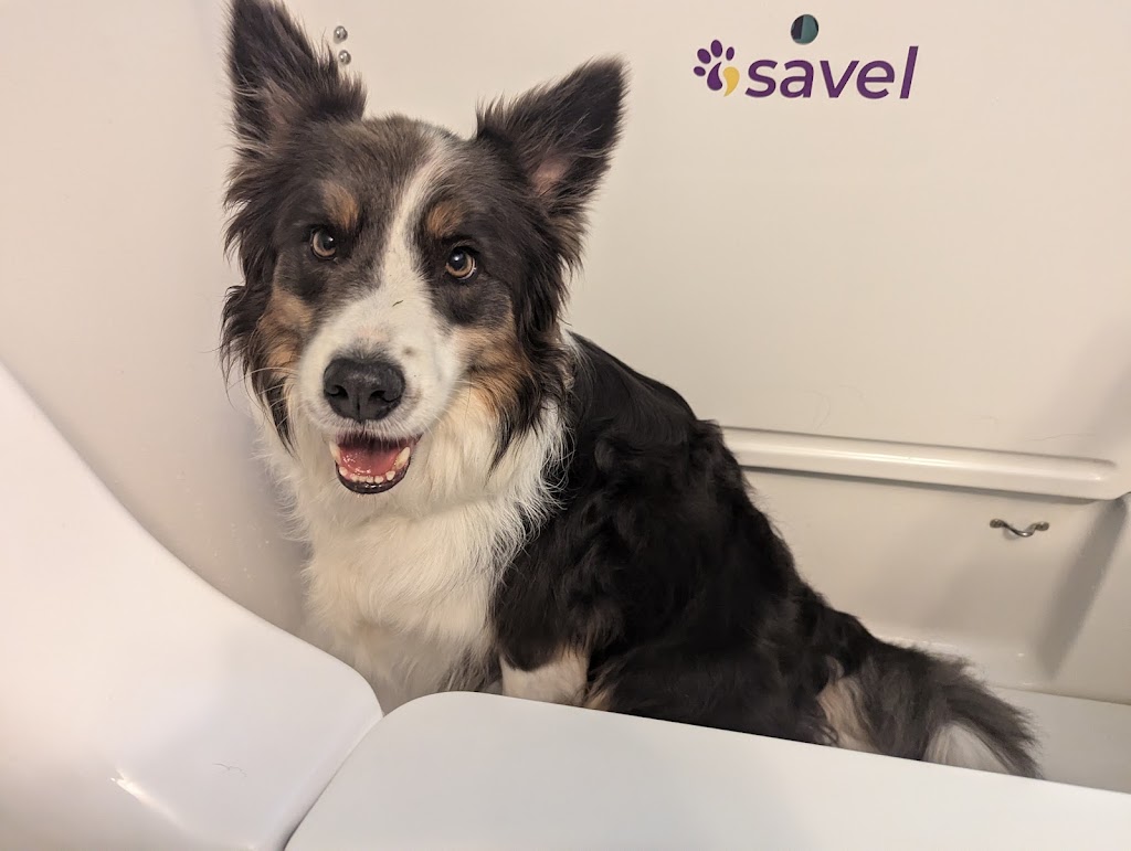 Billies Pet Spa | 535 Little Yarra Rd, Gladysdale VIC 3797, Australia | Phone: 0428 299 555