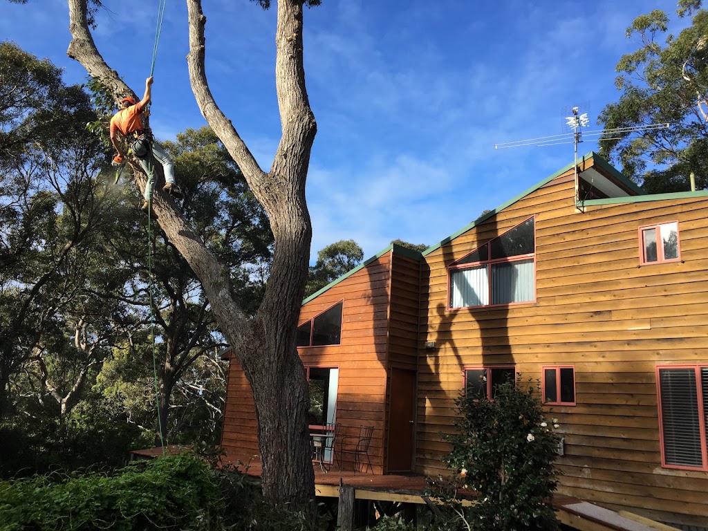 Outlook Tree Solutions | 125 Larrys Mountain Rd, Moruya NSW 2537, Australia | Phone: 0428 118 425
