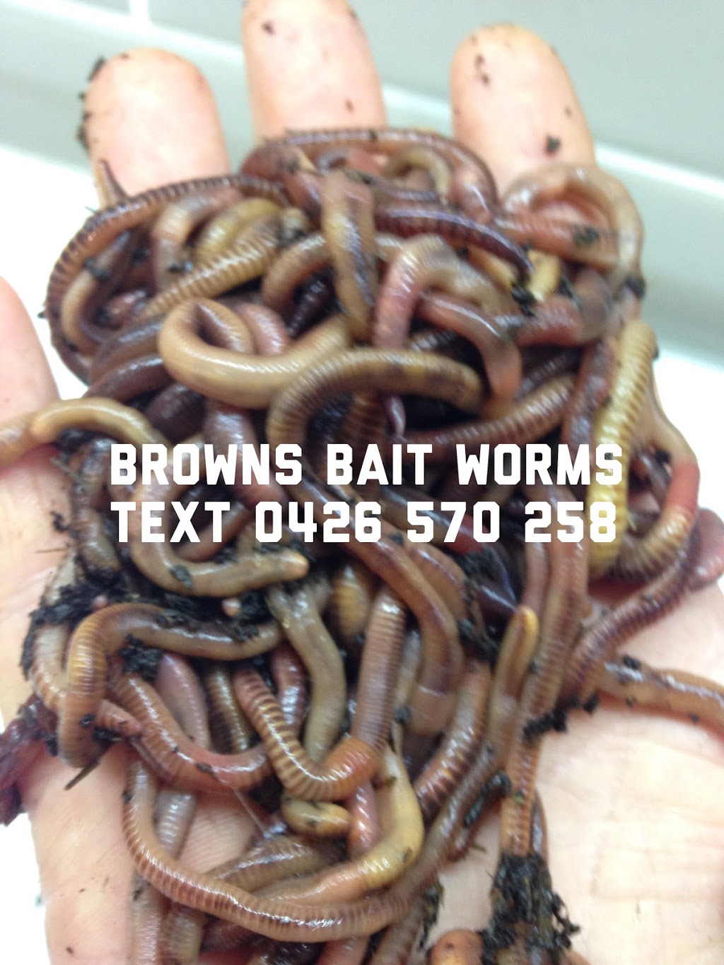 Browns compost worms | store | 48 Milne St, Crib Point VIC 3919, Australia | 0426570258 OR +61 426 570 258