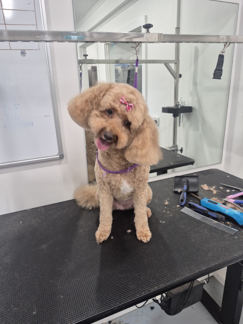 Perfection Pet Styling | 13 Aspen St, South Penrith NSW 2750, Australia | Phone: 0434 034 243