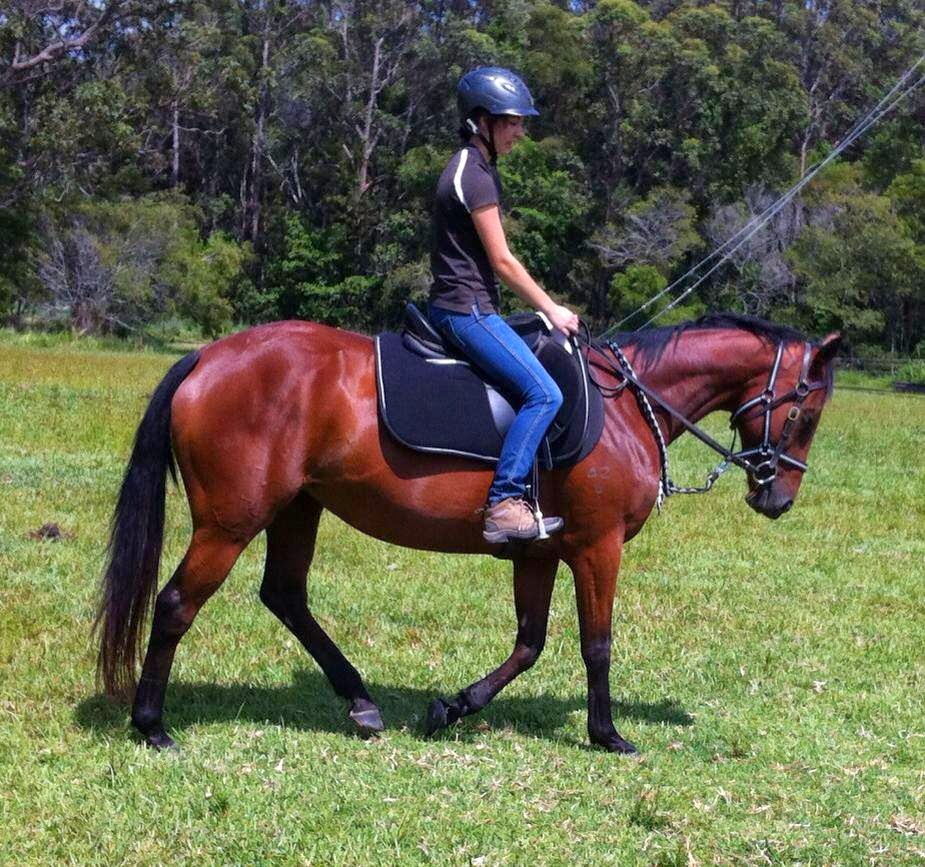 Port Macquarie Horse Riding Centre | 10 Winery Dr, Port Macquarie NSW 2444, Australia | Phone: 0487 004 483