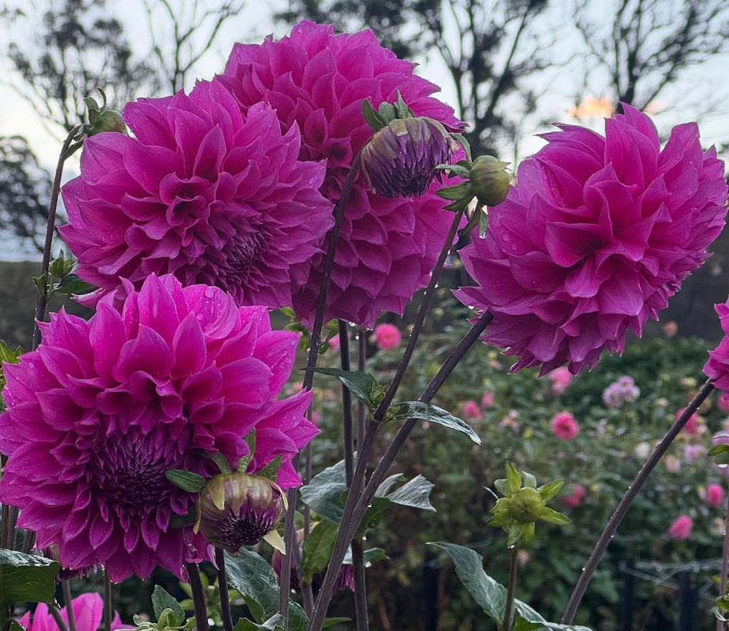 The Dahlia Patch Farm | 154 Old S Rd, Alpine NSW 2575, Australia | Phone: 0413 057 671