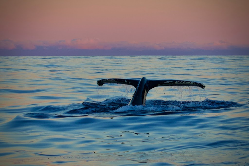 Wild Ocean Tasmania | travel agency | 165b Pirates Bay Dr, Eaglehawk Neck TAS 7179, Australia | 0473770416 OR +61 473 770 416