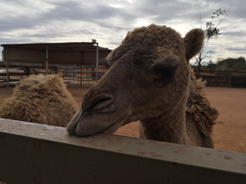 Eyre Reptile and Wildlife Park | Lincoln Hwy, Whyalla SA 5608, Australia | Phone: 0477 810 288