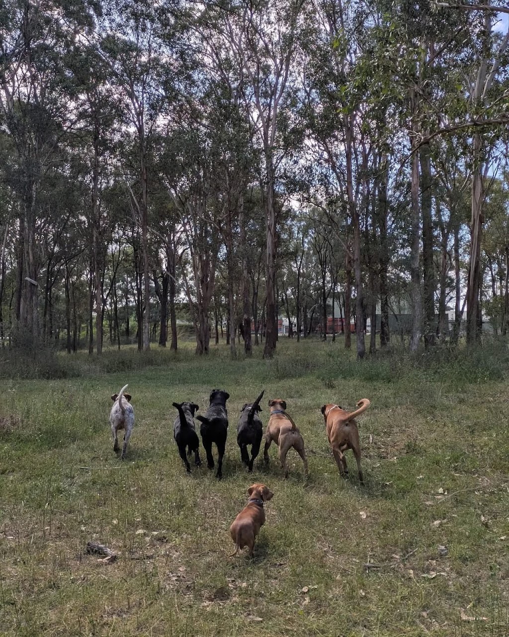 Paws in the Paddock | 45 Westbrook Rd, Cawdor NSW 2570, Australia | Phone: 0455 367 387