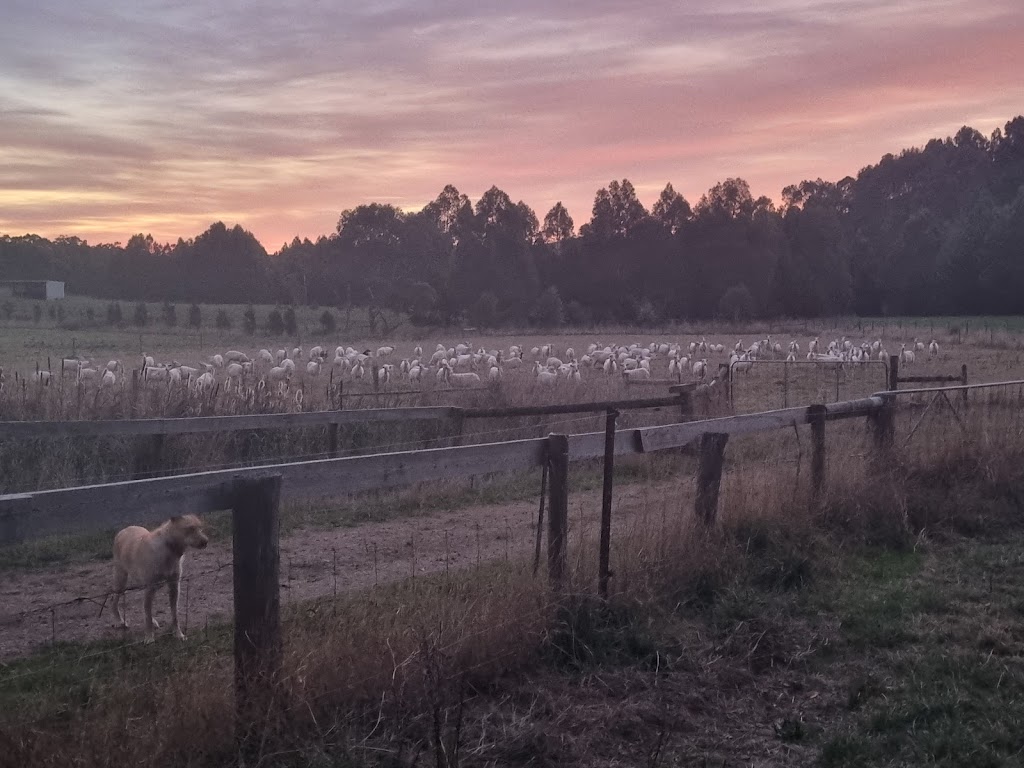 Moyarra Pastoral Company | 275 Andersons Inlet Rd, Moyarra VIC 3951, Australia | Phone: 0447 334 455