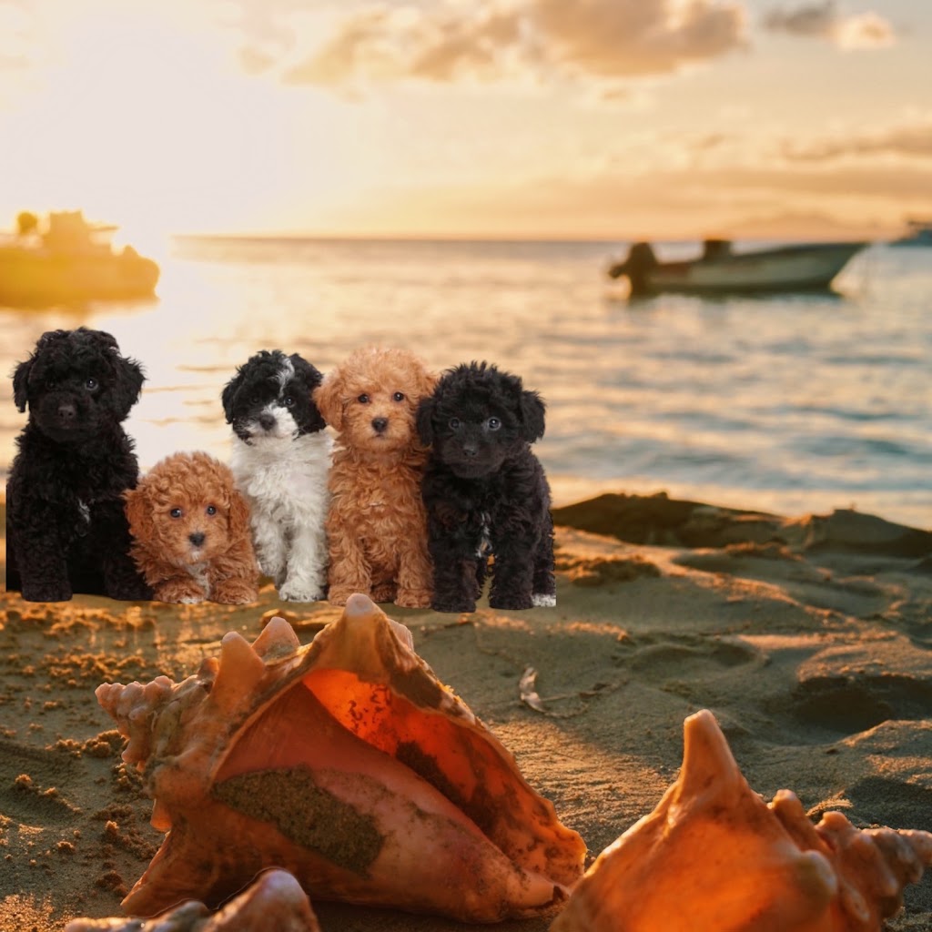 ICBOO- Inverness Breeder Of Companion Oodles | 4 Golf Links Rd, Glen Innes NSW 2370, Australia | Phone: 0421 351 649