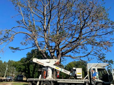 Tree Doctor Tasmania |  | 148 Don Rd, Stony Rise TAS 7310, Australia | 0427024401 OR +61 427 024 401