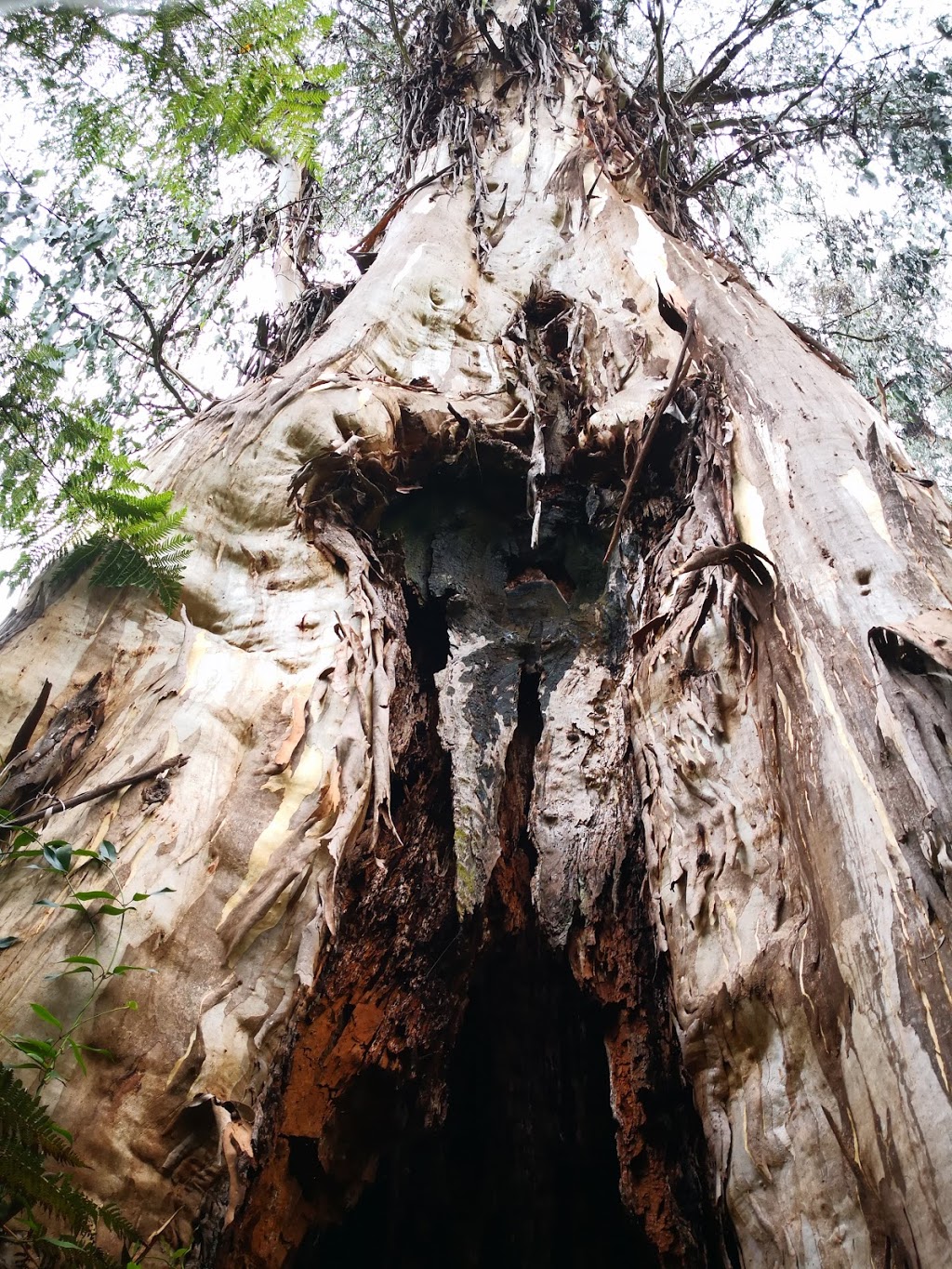 Errinundra Old Growth Forest Walk | Bendoc VIC 3888, Australia | Phone: 13 19 63