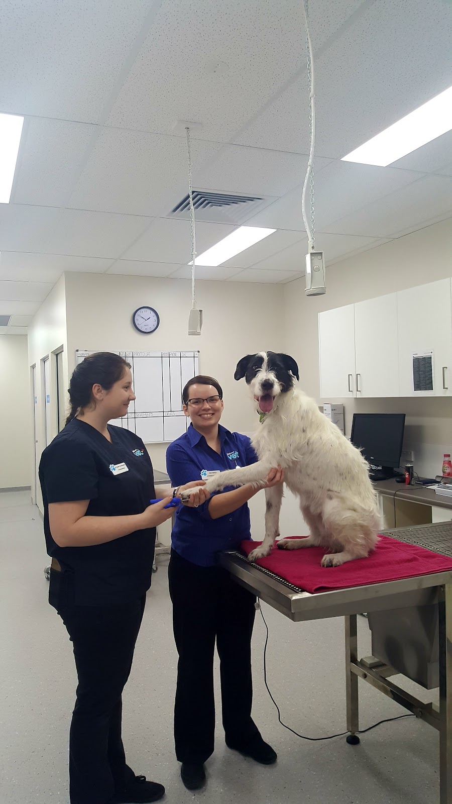 PETstock Vet Toowoomba | 2/222 Anzac Ave, Toowoomba City QLD 4350, Australia | Phone: (07) 4614 0066