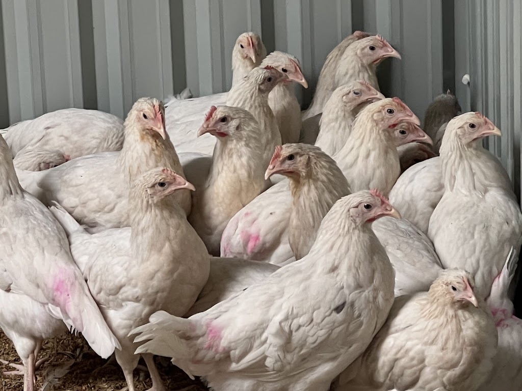 Gippys Poultry | 47 Colquhoun Blvd, Warragul VIC 3820, Australia | Phone: 0434 744 083