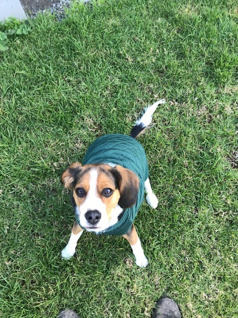 Jims Dog Wash California Gully | 22 Pearce St, California Gully VIC 3556, Australia | Phone: 0483 092 411