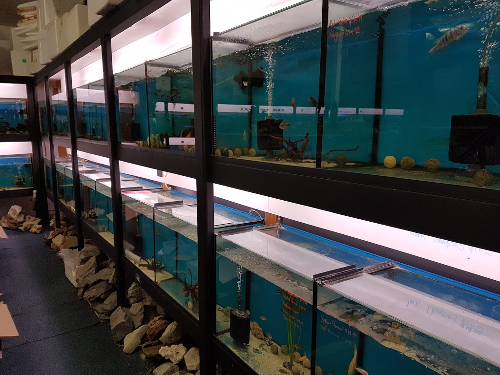 Aquarium Empire | pet store | 1/328-340 King Georges Rd, Beverly Hills NSW 2209, Australia | 0297593009 OR +61 2 9759 3009