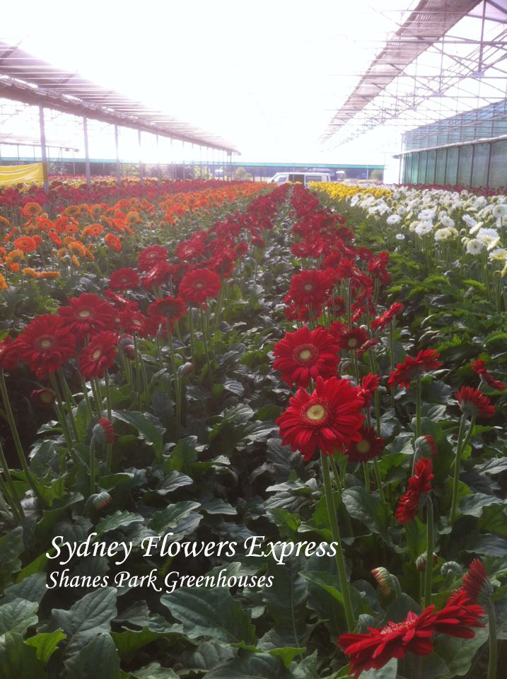 Sydney Flowers Express |  | 109-125 Ferrers Rd, Horsley Park NSW 2175, Australia | 0431256995 OR +61 431 256 995