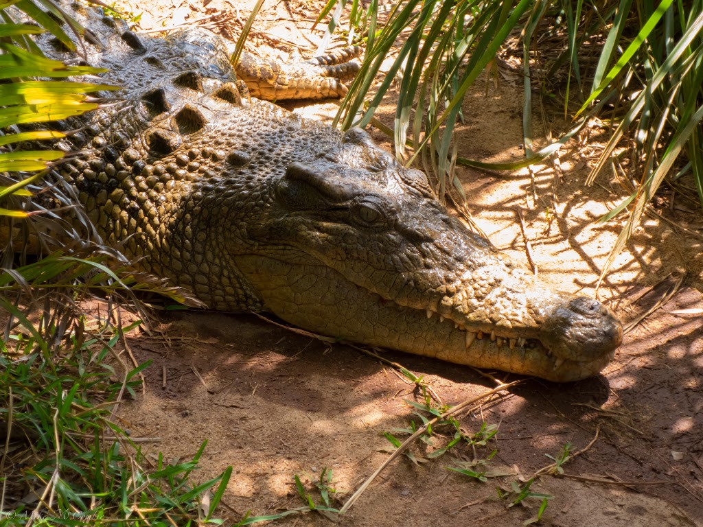 Snakes Downunder Reptile Park and Zoo | 51 Lucketts Rd, Childers QLD 4660, Australia | Phone: (07) 4126 3332