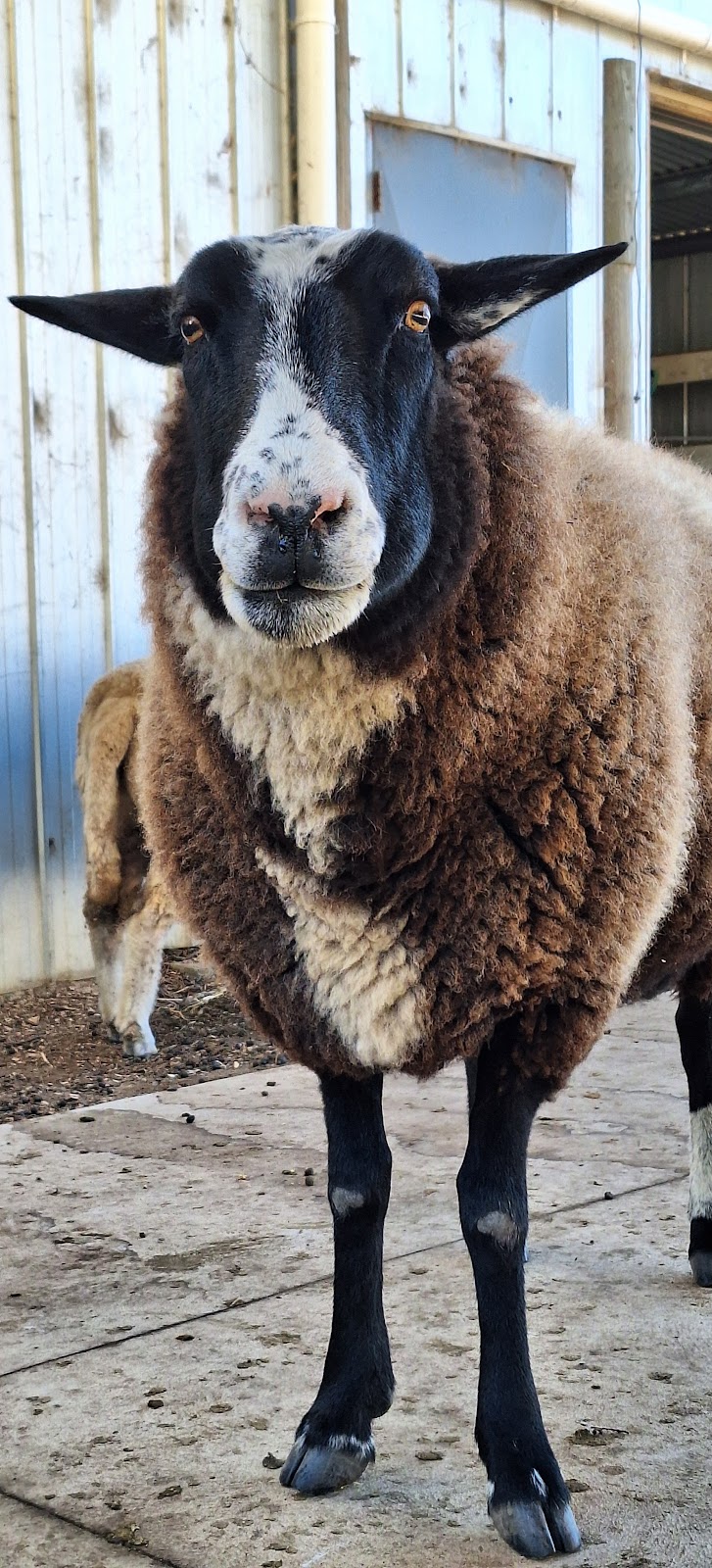 Valley Vet Services | 913 Linton-Carngham Rd, Snake Valley VIC 3351, Australia | Phone: 0490 742 810