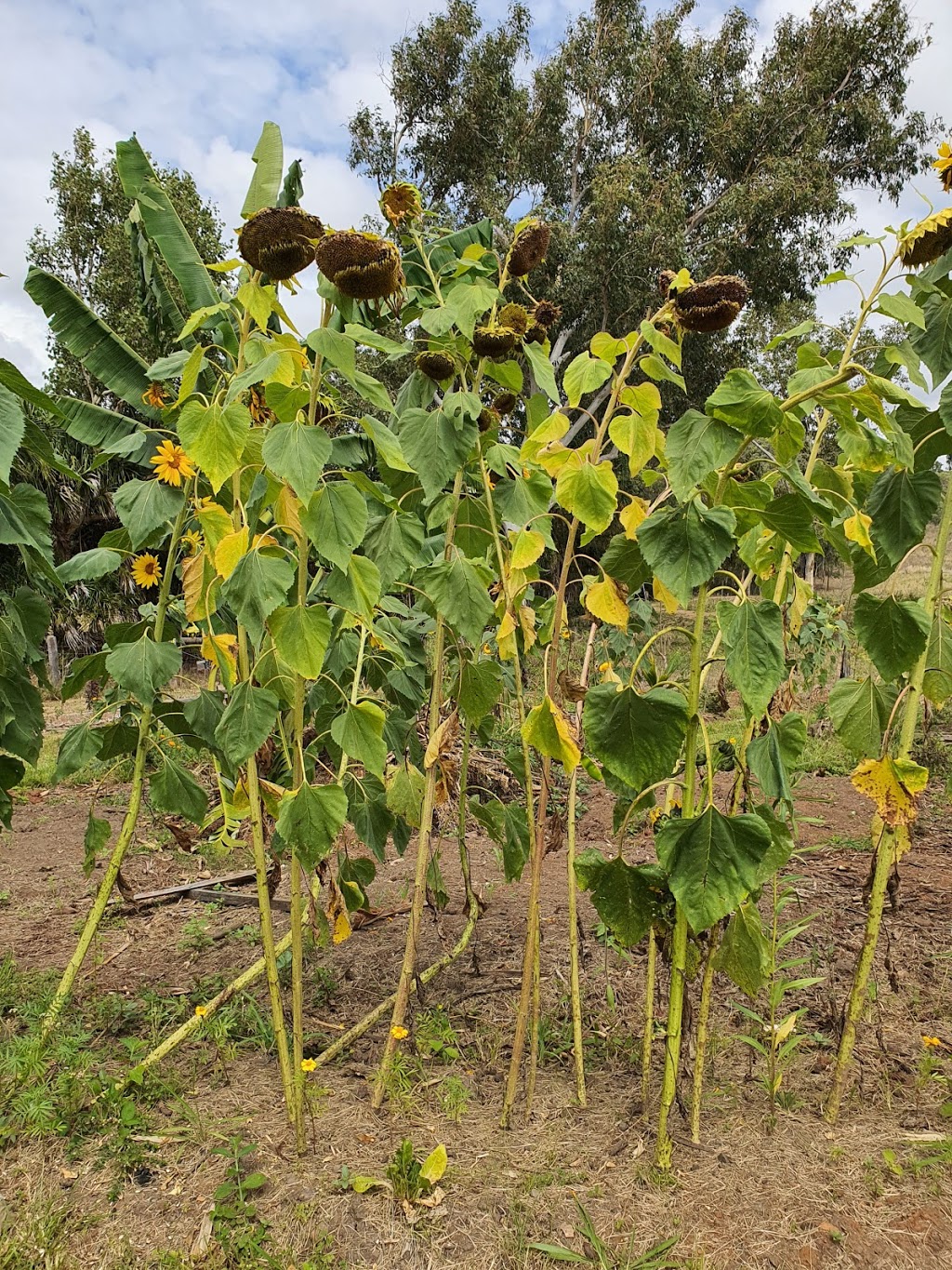 High Valley Dawn, Permaculture Farm | 192 Clayton Rd, Rosslyn QLD 4703, Australia | Phone: 0488 923 286