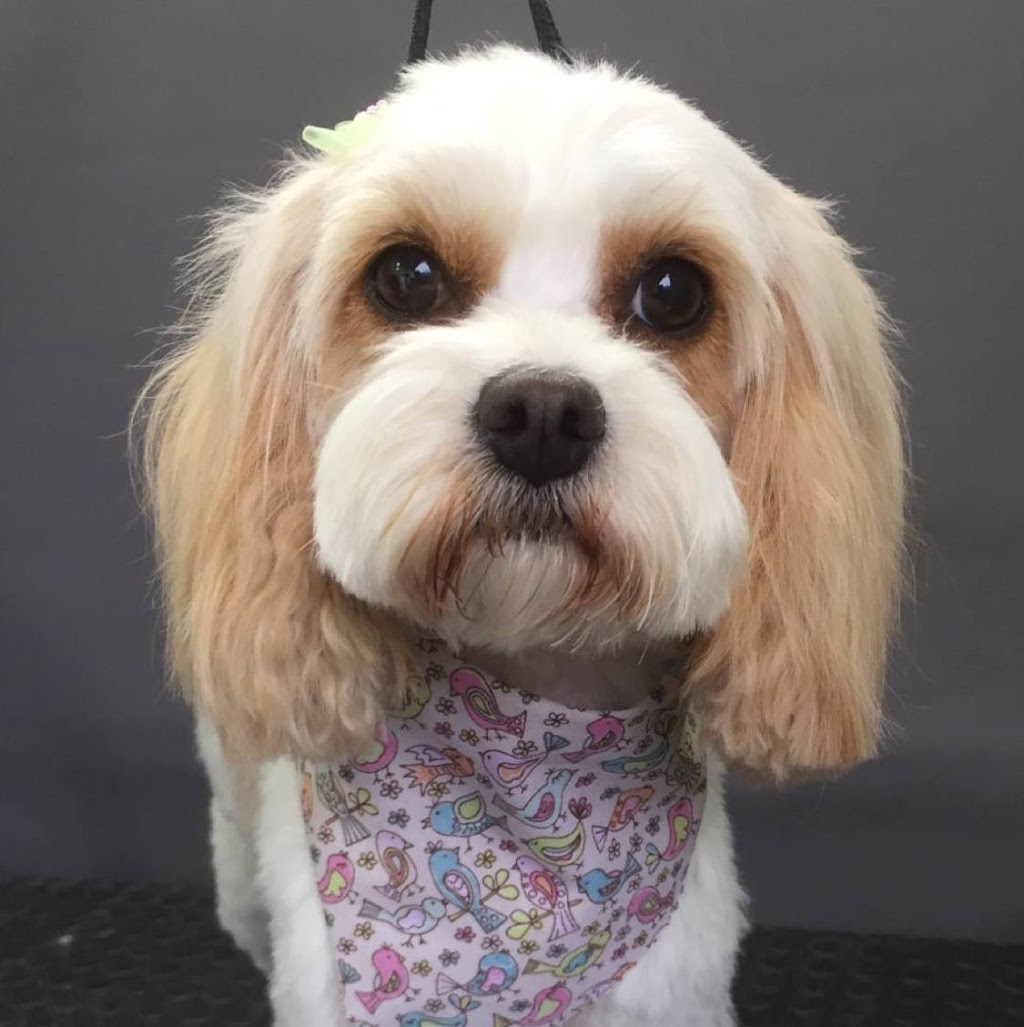 Affordable Dipn Clip Mobile Dog Grooming |  | Mooroopna VIC 3629, Australia | 0412486151 OR +61 412 486 151