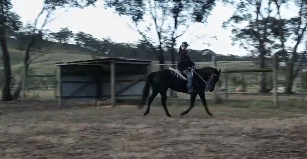 Lockwood Valley Equine | 49 Francis Rd, Lockwood South VIC 3551, Australia | Phone: 0401 572 430