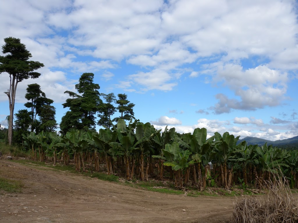 Mackays banana packing shed in Tully Valley | Cardstone QLD 4854, Australia | Phone: (07) 4088 7800