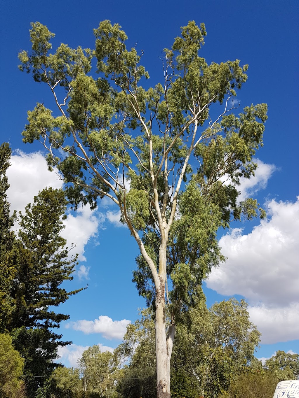 Pauls Tree Lopping & Mowing Service |  | 232 Moorelands Road, Broughton QLD 4816, Australia | 0434345970 OR +61 434 345 970