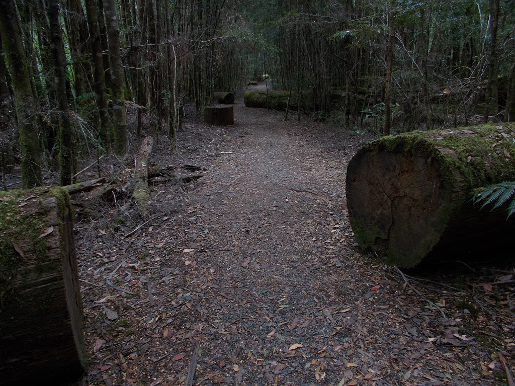 Big Tree Forest Reserve | Styx TAS 7140, Australia