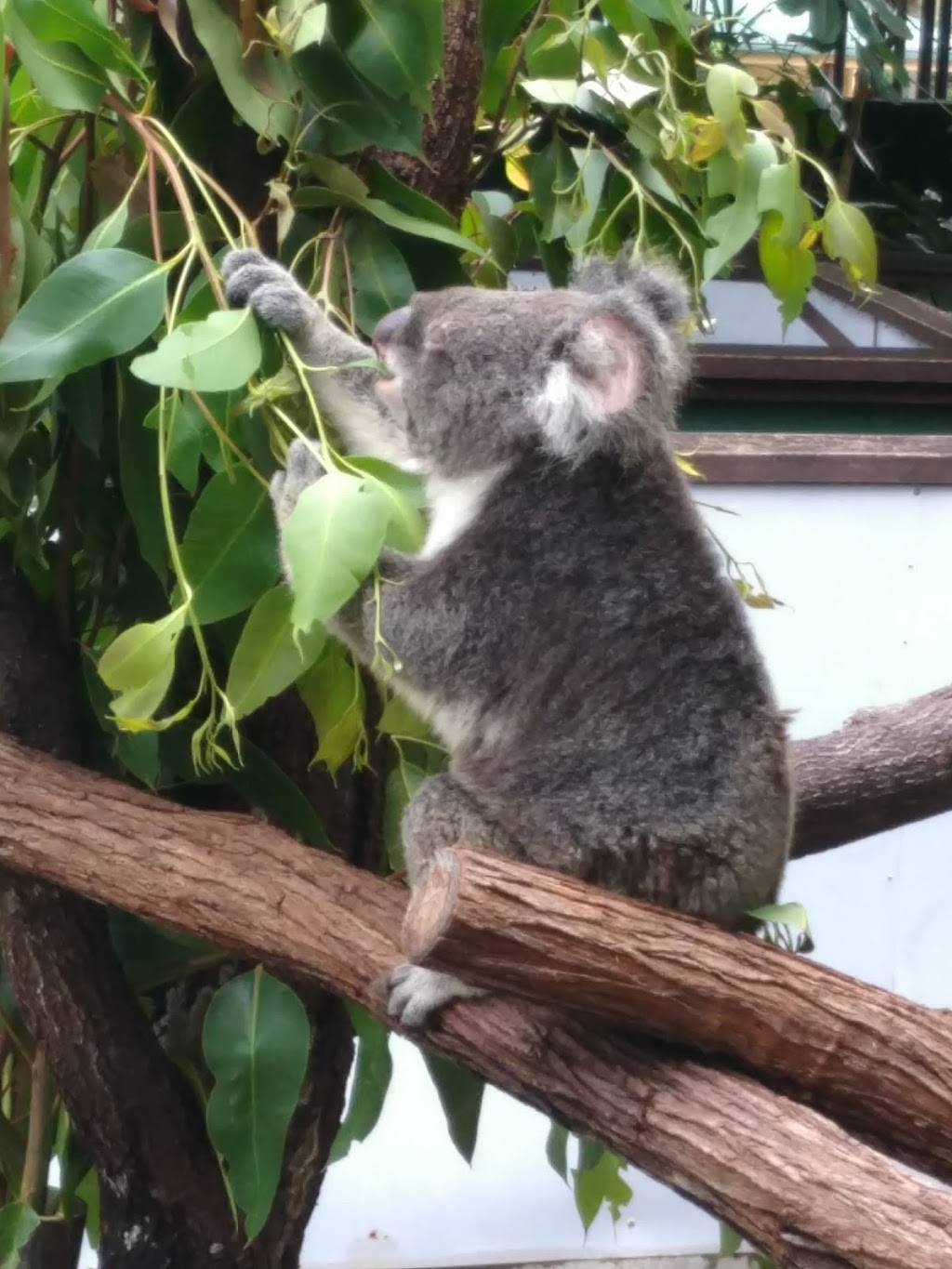 Wildlife Habitat | Port Douglas Rd, Port Douglas QLD 4877, Australia | Phone: (07) 4099 3235