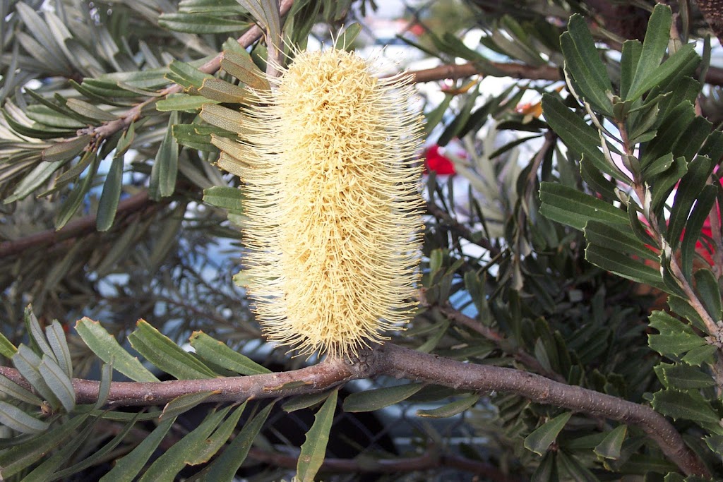 Naturelinks Mornington | 3 Fuji Cres, Mornington VIC 3931, Australia | Phone: (03) 5975 3556