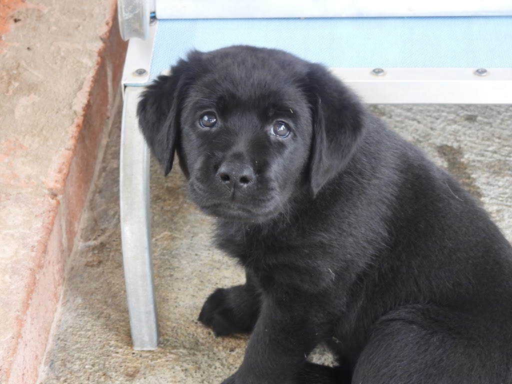 Dowlfalls Labradors | 102 Dowlings Falls Rd, Toorooka NSW 2440, Australia | Phone: 0428 671 252