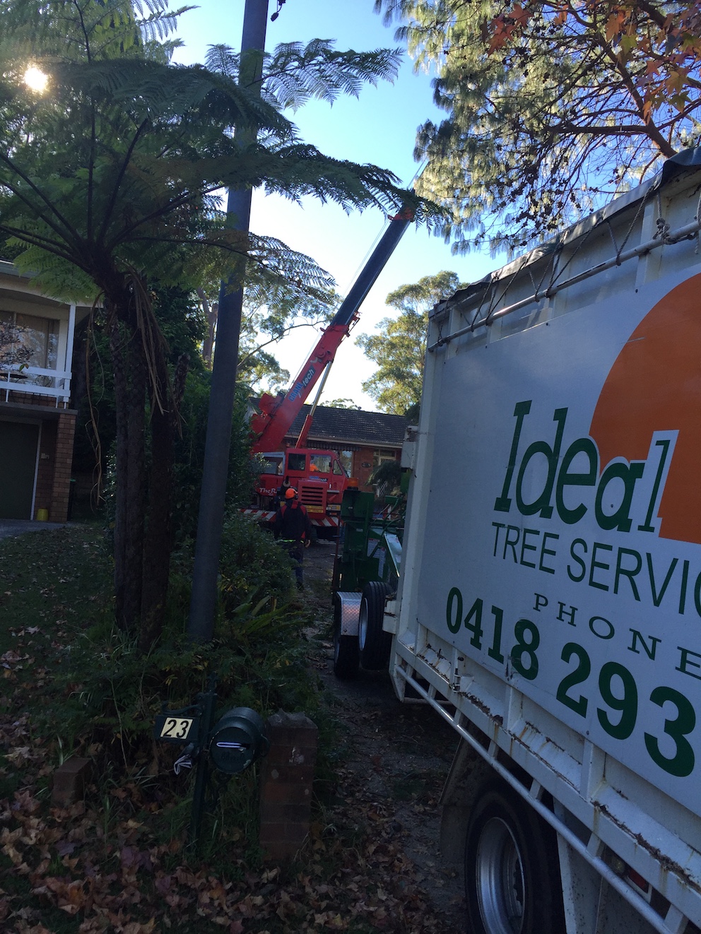 Ideal tree services P/L | 48 Maitland St, Davidson NSW 2085, Australia | Phone: 0418 293 951