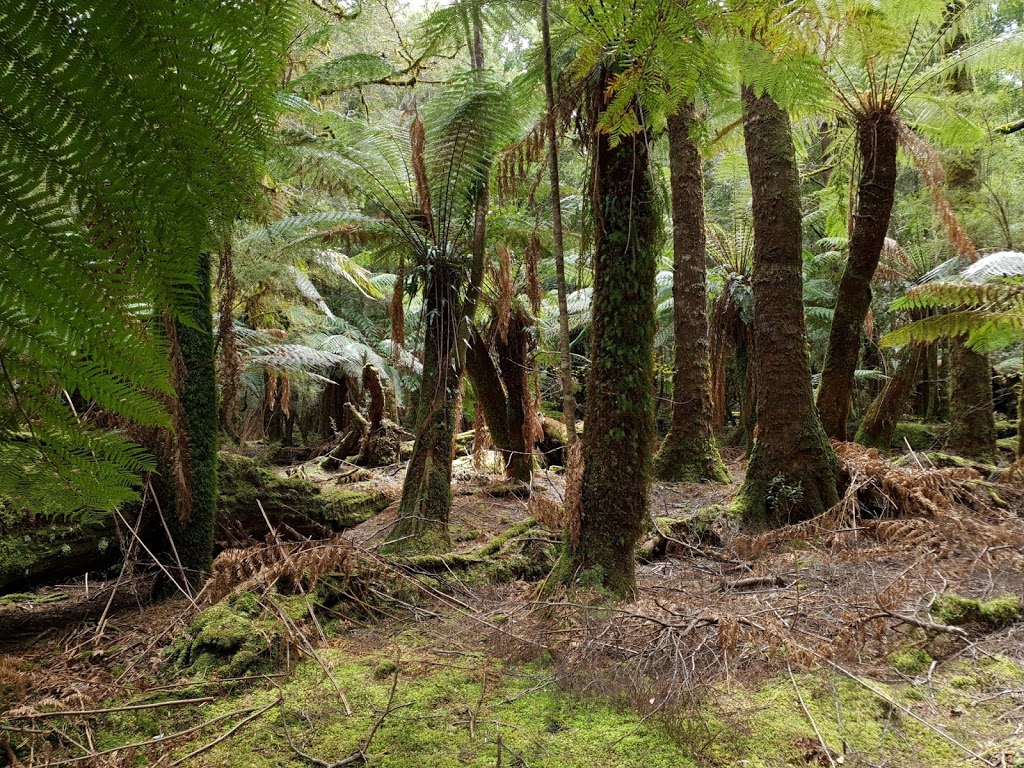 Julius River Rainforest Walk | South Arthur Forest Drive, West Coast TAS 7330, Australia