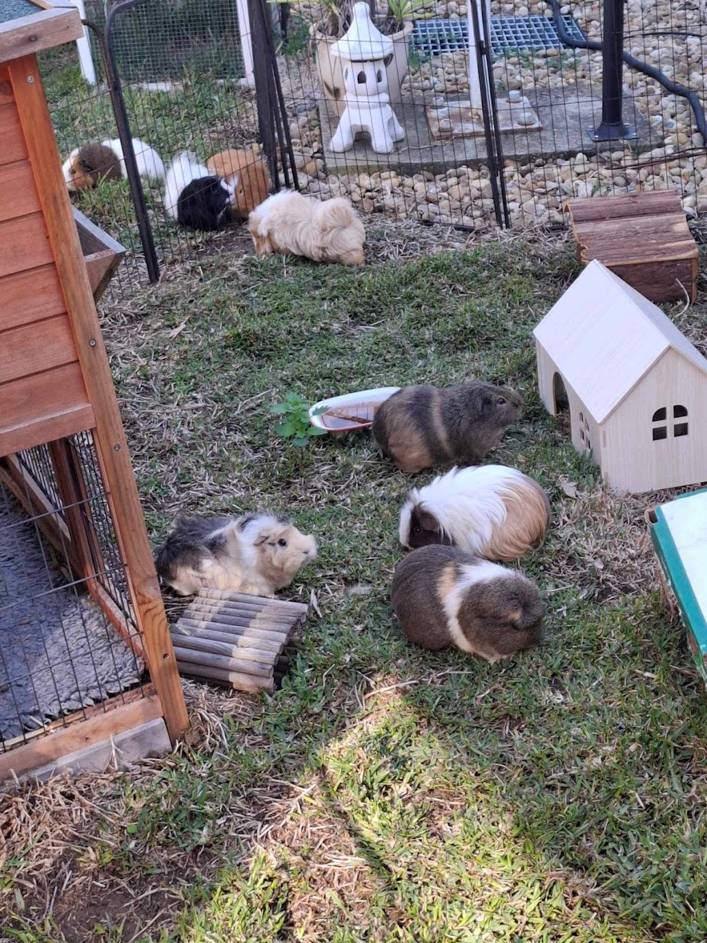 Happy Taters Guinea Pig Boarding | 5 Corella Pl, Werribee VIC 3030, Australia | Phone: 0403 054 260