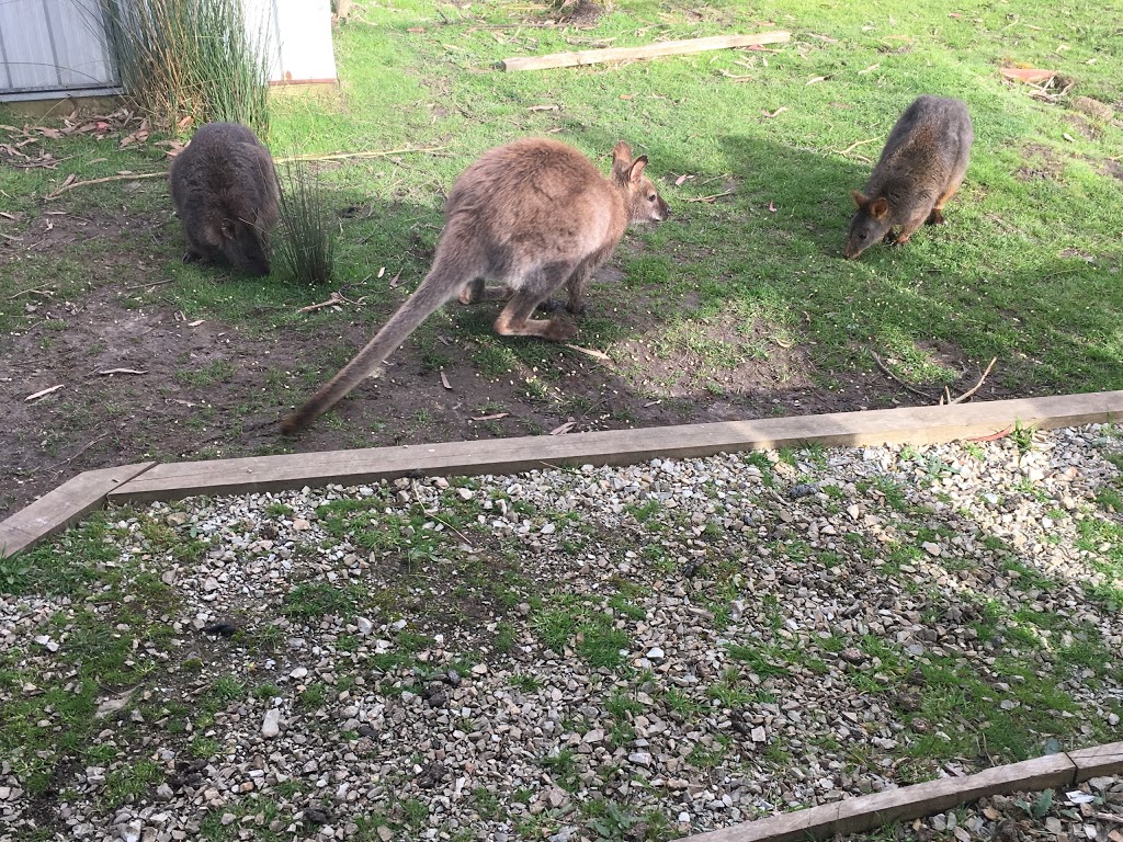 Inala Nature Tours | 320 Cloudy Bay Rd, Lunawanna, Bruny Island TAS 7150, Australia | Phone: (03) 6293 1217