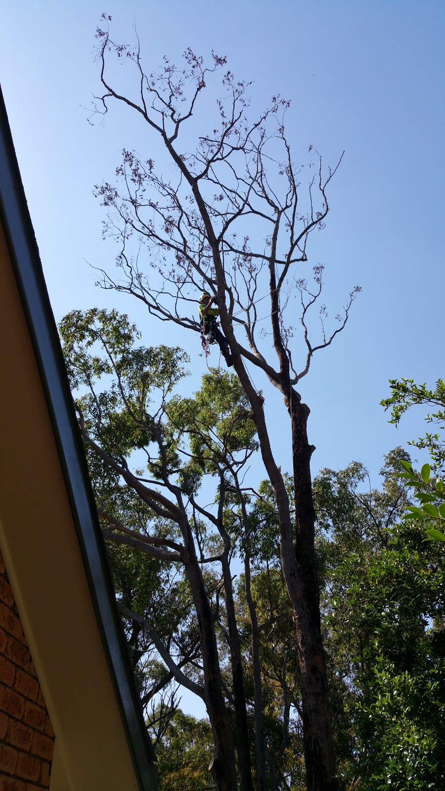 Barker Bros Tree Services | 31 Hawkesbury Rd, Springwood NSW 2777, Australia | Phone: 0423 580 289