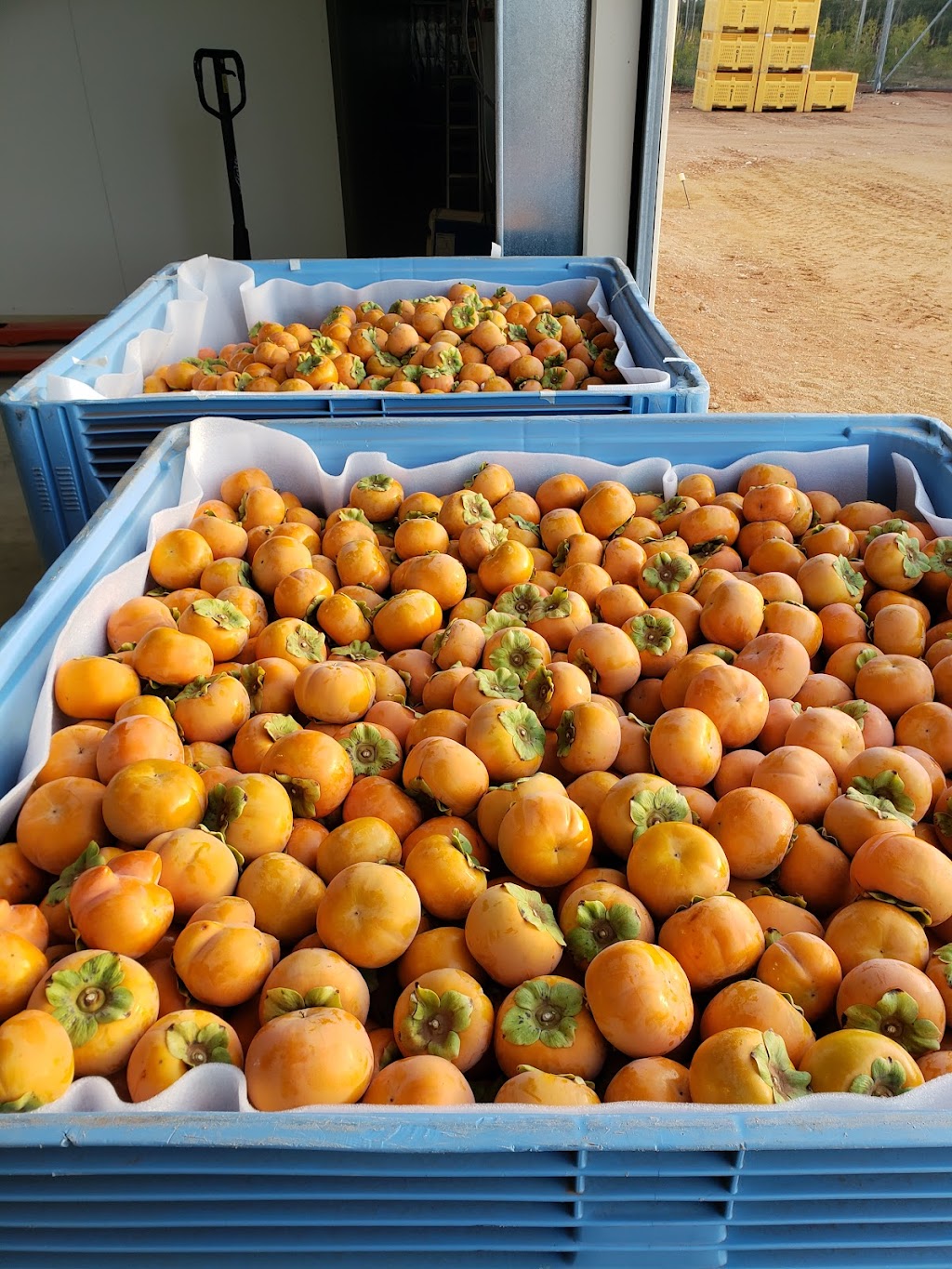YFRESH- Premium Fruit Wholesaler | Pennyfield Rd, Glossop SA 5344, Australia | Phone: 0405 172 468