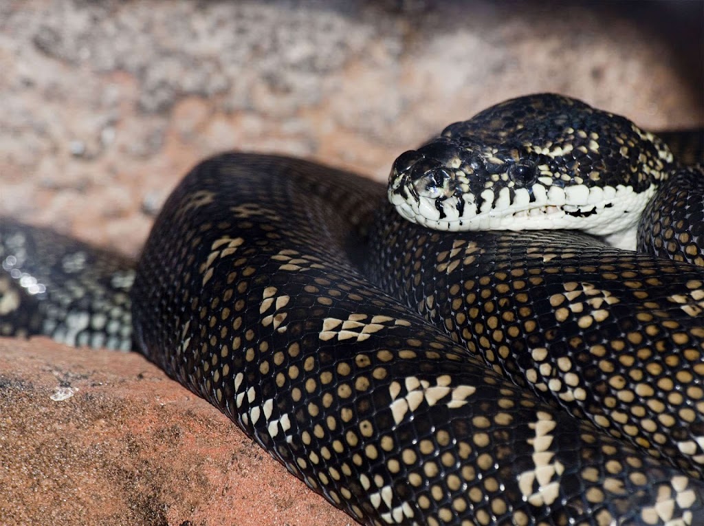 Terrace Reptile Removal | home goods store | 21 Yarramundi St, Raymond Terrace NSW 2324, Australia | 0427903932 OR +61 427 903 932