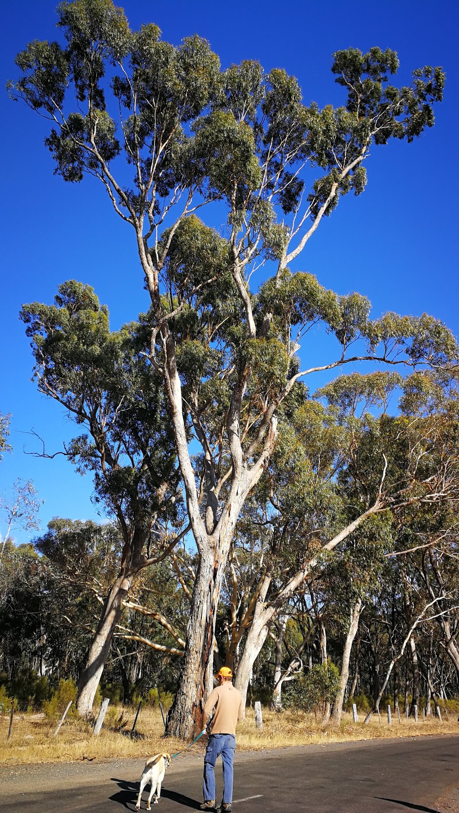 Clunes Bushland Reserve | park | 21 Ballarat-Maryborough Rd, Clunes VIC 3370, Australia | 131963 OR +61 131963