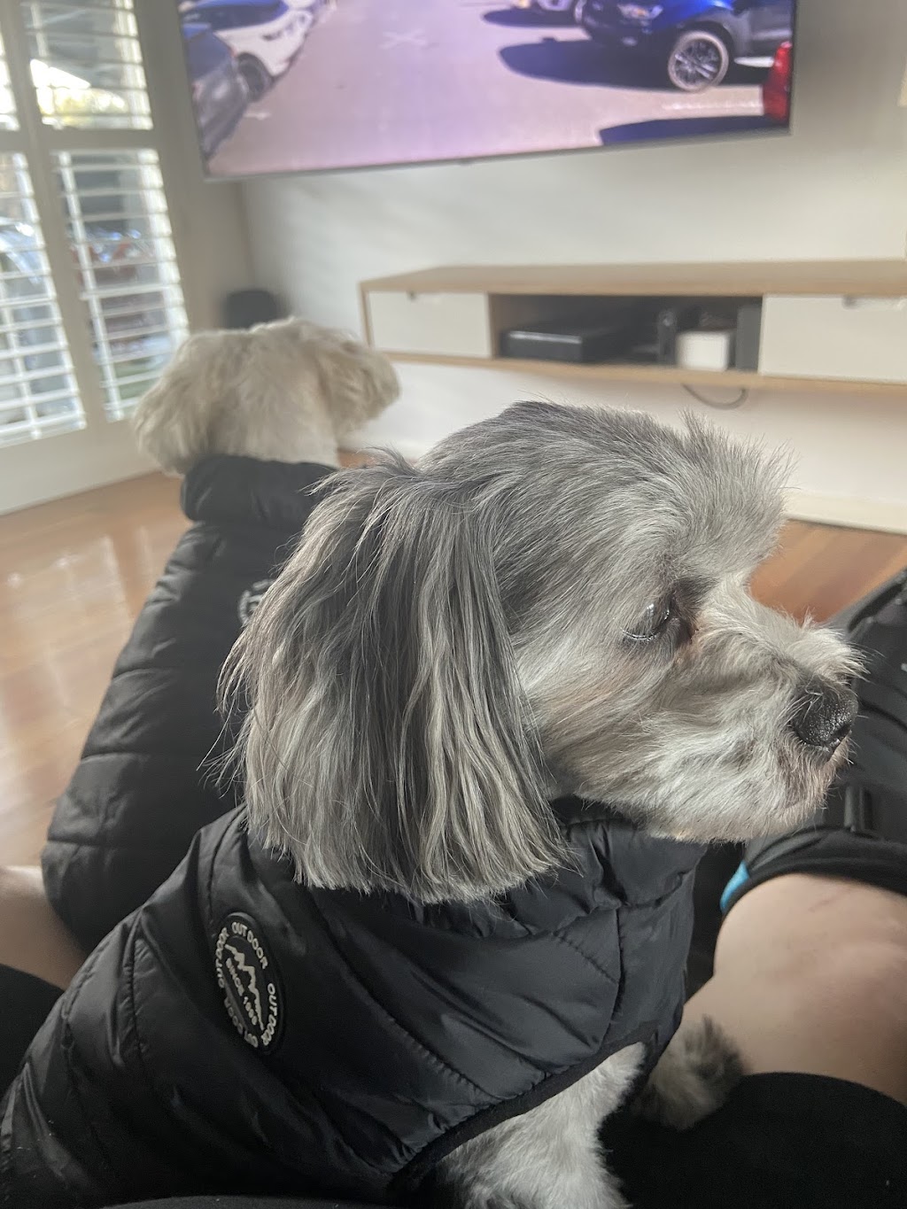 Precious Little Paws | 33 Peugeot Dr, Ingleburn NSW 2565, Australia | Phone: 0425 301 880