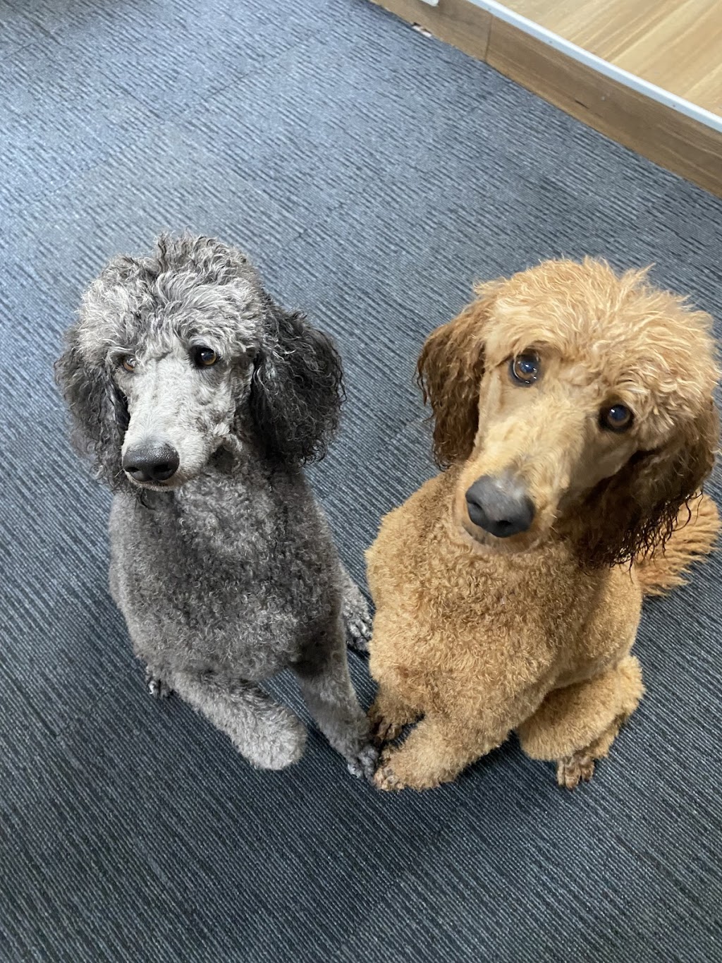 Camden Haven Dog Grooming | 23 Caringal Dr, Middle Brother NSW 2443, Australia | Phone: 0455 133 501