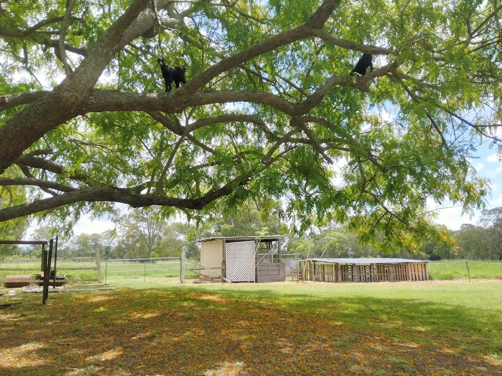 Goldhayven Farm | 74 Danyenah St, Loganholme QLD 4129, Australia | Phone: 0411 571 542