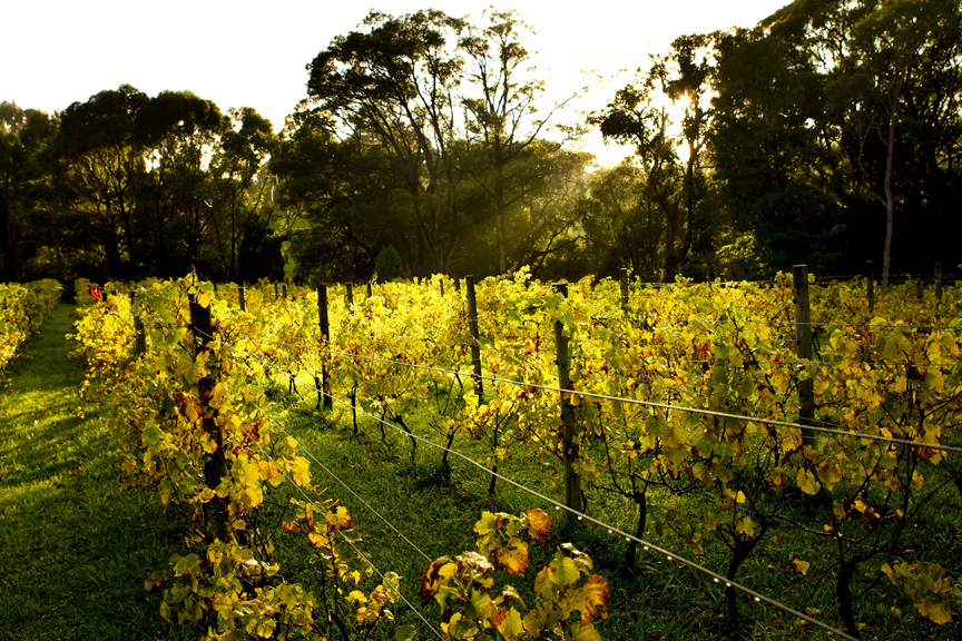 Staindl Wines | 63 Shoreham Rd, Red Hill South VIC 3937, Australia | Phone: 0419 553 299