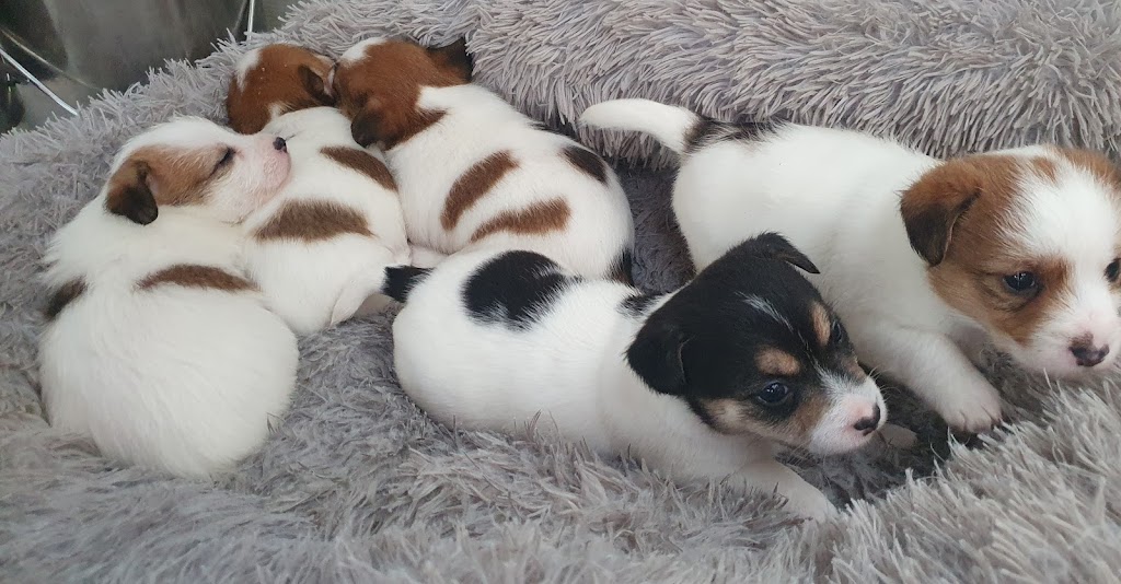 Jackford Jack Russell Terriers | Wheelbarrow Ridge Rd, Lower Portland NSW 2756, Australia | Phone: 0405 296 536