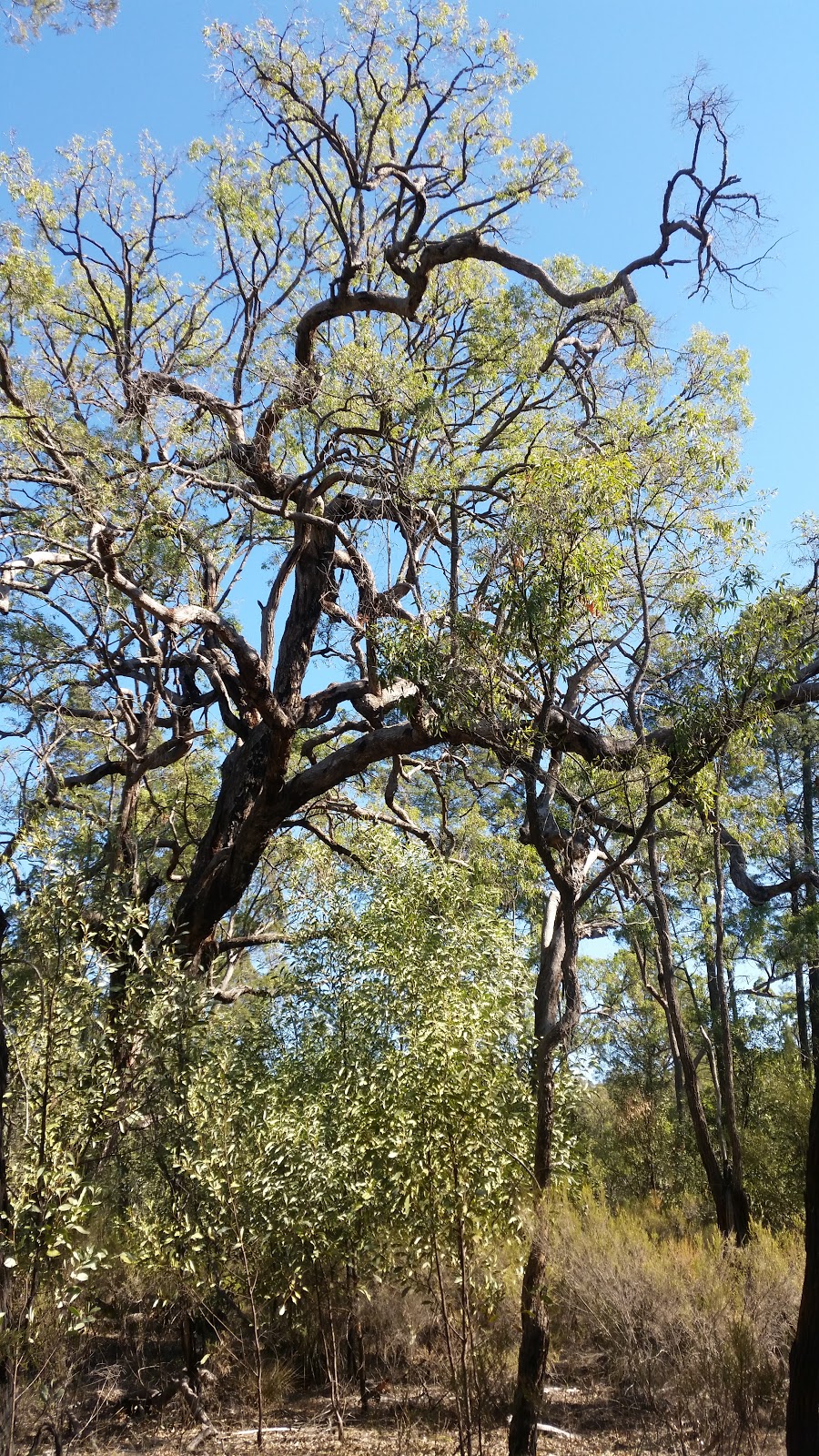 Garrawilla National Park | Rocky Glen NSW 2357, Australia | Phone: (02) 6842 1311