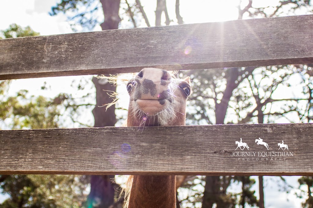 Journey Equestrian Photography | Glenmore Rd, Rowsley VIC 3340, Australia | Phone: 0409 380 964
