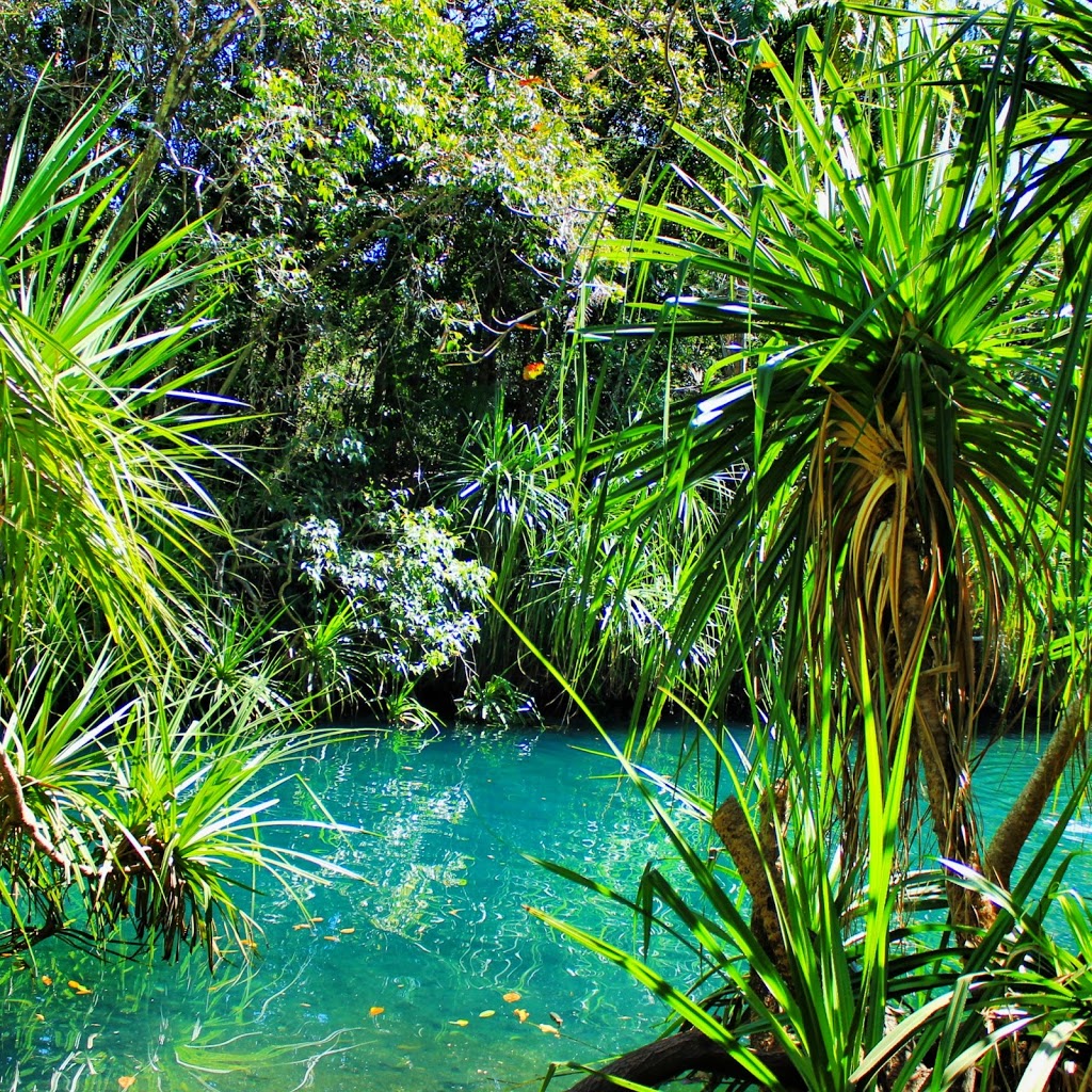 Berry Springs Waterhole | Berry Springs Nature Reserve, Berry Springs NT 0837, Australia | Phone: (08) 8988 6310