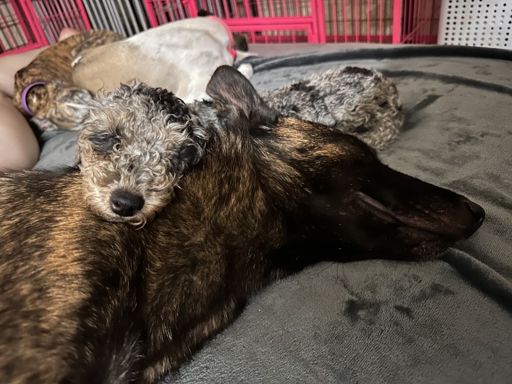 Sirrandi poodles and oodles | Mount Tarampa Rd, Mount Tarampa QLD 4311, Australia | Phone: 0489 020 024